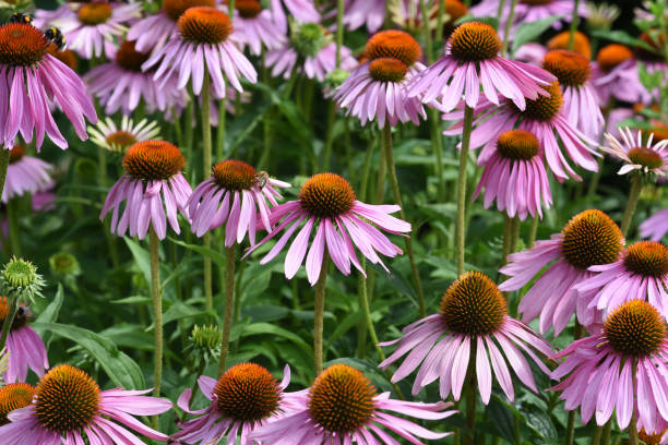 istock Roter Sonnenhut, Echinacea, purpurea 1432455919