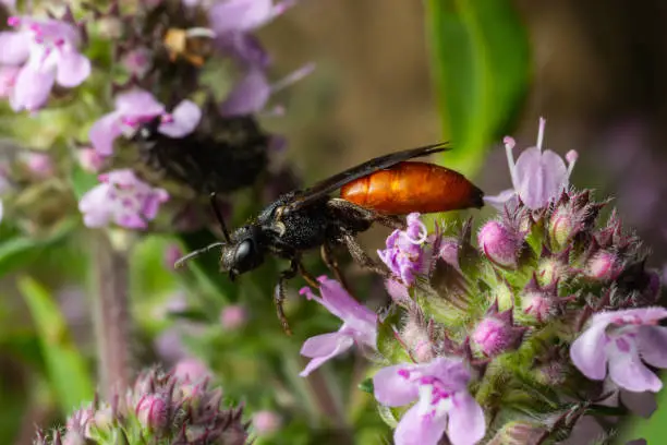 Closeup of nice red colored cleptoparasite bloodbee , Sphecodes albilabris.