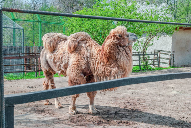 brown hairy bactrian camel standing behind metal fence. camelus bactrianus with droopy humps on farm - bactrian camel imagens e fotografias de stock