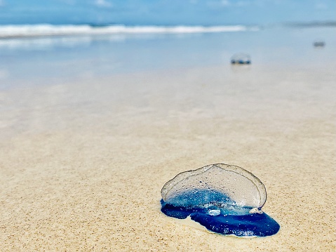 Horizontal seascape close up of bright blue velella with transparent ‘wings’, also known as 'by-the-wind-sailor'  - related to the jellyfish family - washed up from ocean waves to sand shoreline of Brunswick Heads beach, Australia, with soft focus ocean horizon in background with other velella nearby