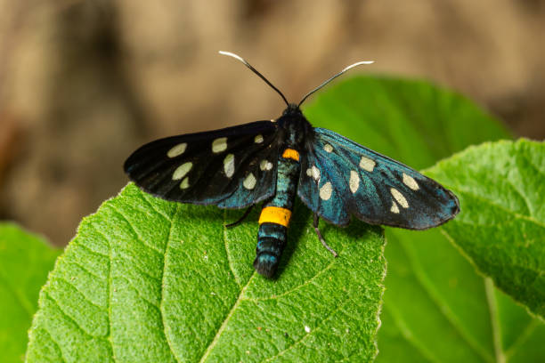 istock Close up of a nine spotted moth Amata phegea with spread wings 1432458461