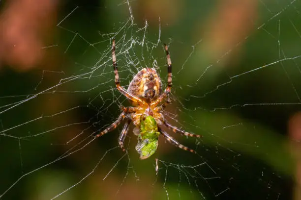 Close-up of a female European garden cross spider Araneus diadematus in the web.