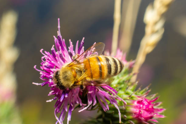 biene auf klettenknospe nahaufnahme mit selektivem fokus auf vordergrund - purple thistle stock-fotos und bilder