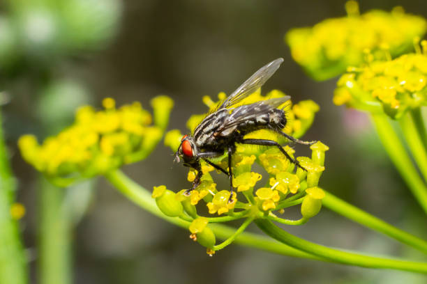 mosca común de la carne sentada en una flor de prado. especie europea sarcophaga carnaria - close up animal eye flesh fly fly fotografías e imágenes de stock