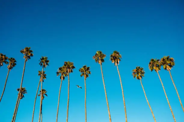 Photo of Palm tree row with seagull