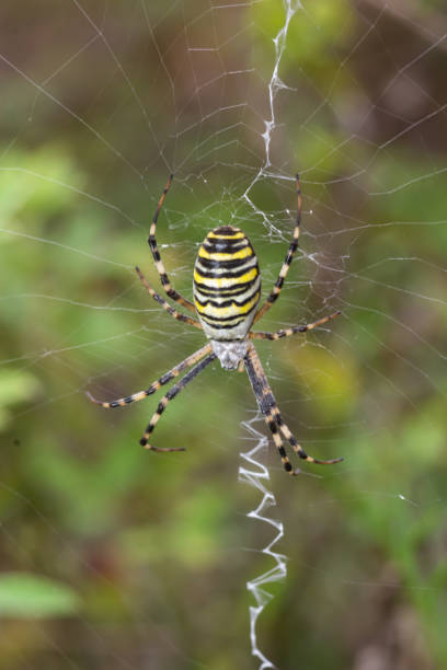 istock A wasp spider in a large web on a background of green grass on a sunny day. Argiope bruennichi 1432460440