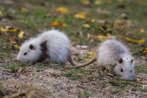 The Virginia opossum, commonly known as the North American opossum, is a marsupial found in North America.