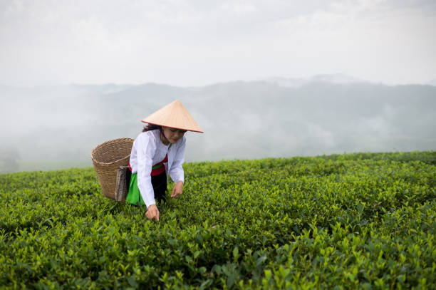 hmong, una donna vietnamita che lavora in una piantagione di tè verde. in nero con cestino - tea pickers foto e immagini stock