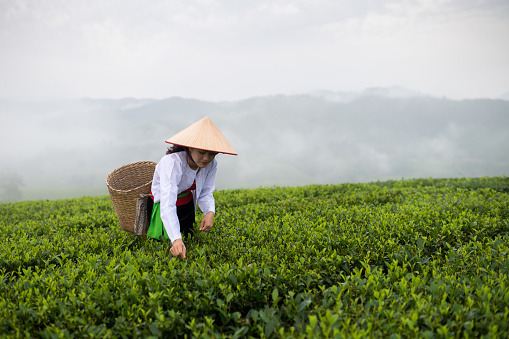 Hmong, a Vietnamese woman who works in a green tea plantation. in black with basket