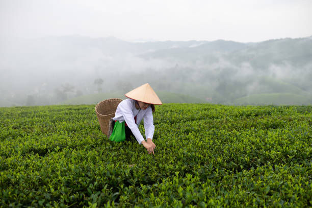 Hmong, a Vietnamese woman who works in a green tea plantation. in black with basket stock photo