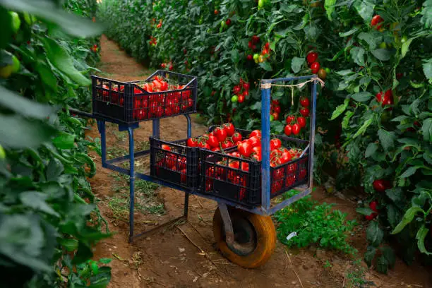 Ripe red cocktail tomatoes hanging on vines and harvested in boxes in plant nursery