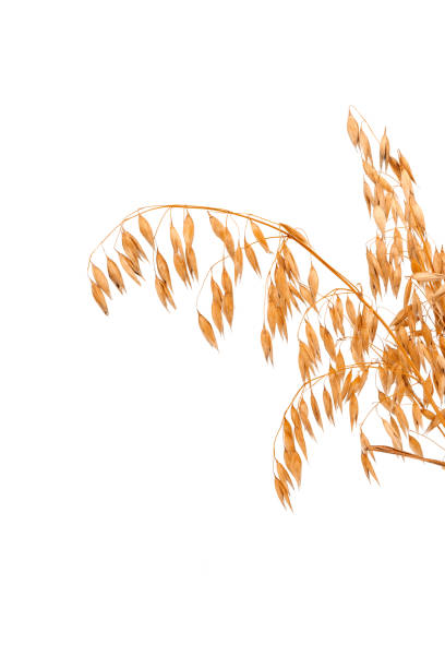 istock oat spike or ears isolated on white background close-up 1432465223