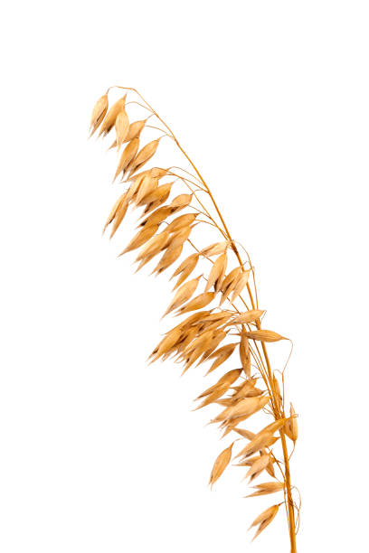 istock oat spike or ears isolated on white background close-up 1432465224