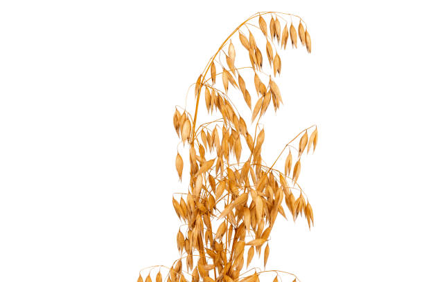 istock oat spike or ears isolated on white background close-up 1432465267