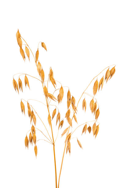 istock oat spike or ears isolated on white background close-up 1432465268