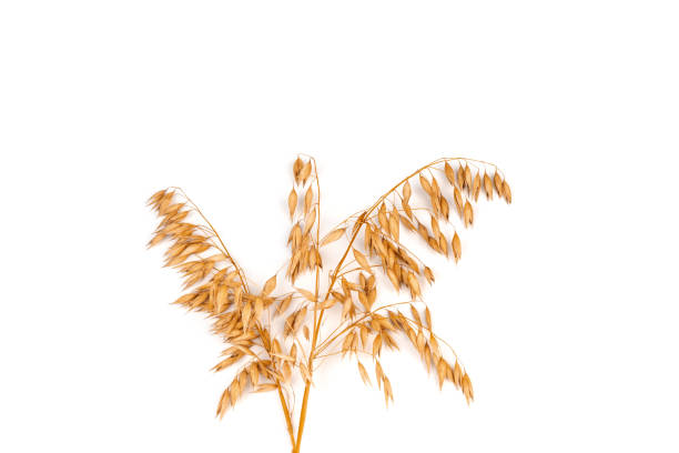 istock oat spike or ears isolated on white background close-up 1432465283