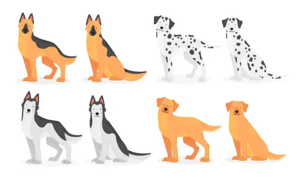 Vector illustration of Collection of dog breeds German Shepherd, Dalmatian, Husky, golden Retriever, Labrador. Vector isolated pet illustration.