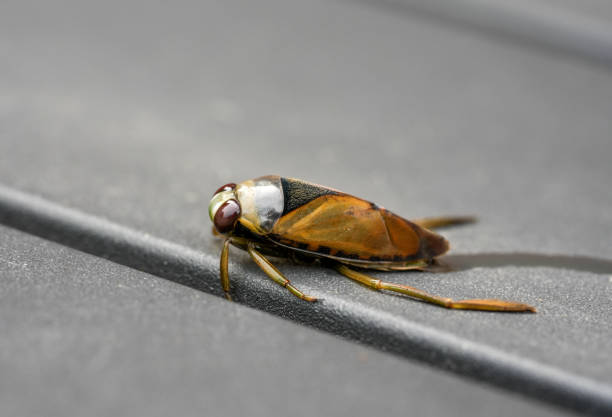 Water Back Insect 80+ Backswimmer Stock Photos, Pictures & Royalty-Free Images - iStock