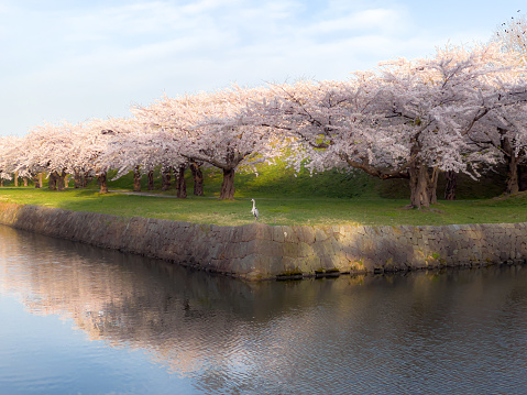 桜が満開の中、鷺が佇む函館五稜郭公園