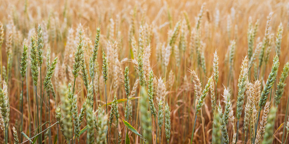 Semi ripe golden wheat spikelets on the field in warm autumn day. Autumn landscape. Agriculture industry.