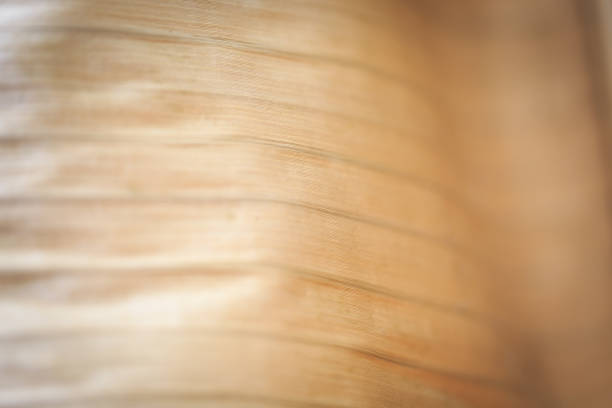 istock Texture background backlight cinnamon dry leaf. Closeup background of beige banana leaf use space for text or image design. dry paper 1432469711