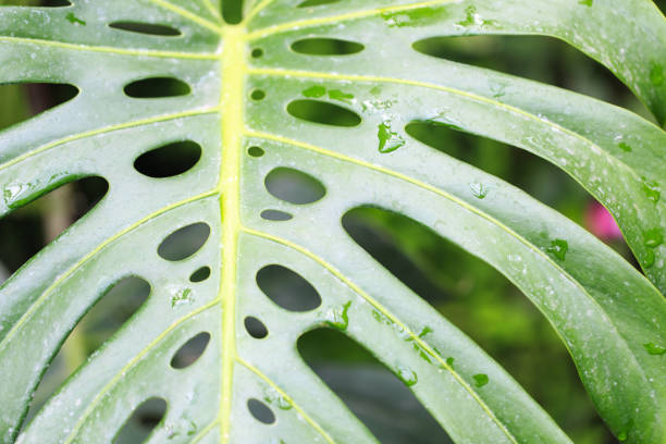 istock Monstera leaf. Tropical leaf close-up with dew drops. Fresh green background. 1432469713