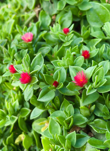Beautiful aptenia flowers close up among green leaves. Beautiful aptenia flowers close up among green leaves. summer background heartleaf iceplant aptenia cordifolia stock pictures, royalty-free photos & images