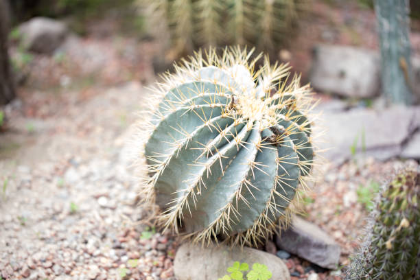 istock Ferocactus glaucescens plant outdoors. Big cactus. natural background. 1432470278