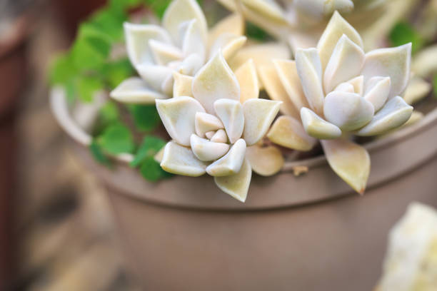 Graptopetalum paraguayense leaf texture. Natural background. Close-up to insert text