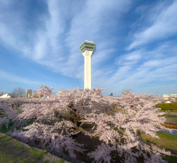 istock Cherry blossoms in full bloom and Goryokaku Tower 1432472009
