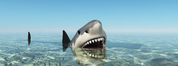 istock Great white shark in shallow water 1432472040