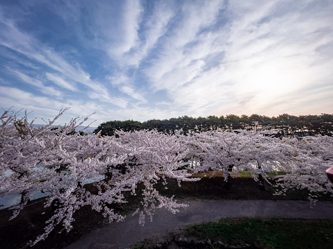 桜満開の函館五稜郭公園