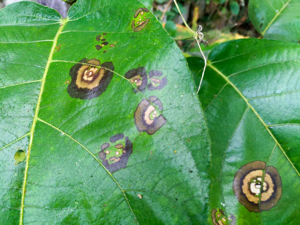 enfermedades de las plantas. mancha foliar causada por especies de colletotrichum. síntomas típicos, que aparecen como lesiones circulares u ovoides, hundidas y marrones con un halo amarillo. uttarakhand india. - colletotrichum fotografías e imágenes de stock