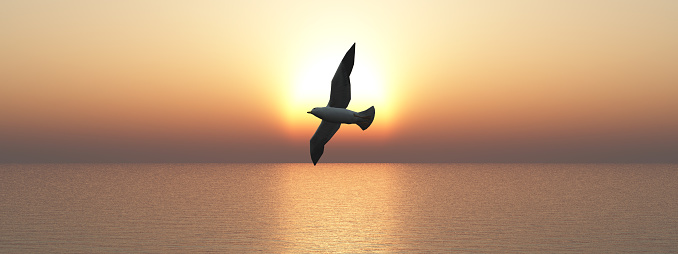 Flyging seagulls on sea at sunset.