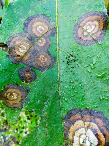 plant diseases. leaf spot caused by colletotrichum species. typical symptoms, appearing as circular or ovoid, sunken, and brown lesions with a yellow halo. uttarakhand india. - colletotrichum imagens e fotografias de stock