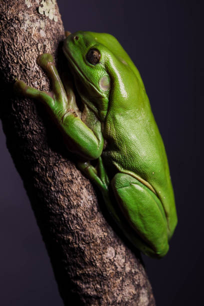 istock Macro Close up of Green Tree Frog native to Australia 1432473670