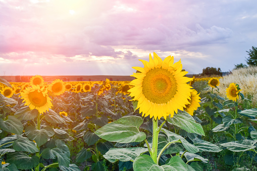 Sunflower field with sunlight reflection and sky background