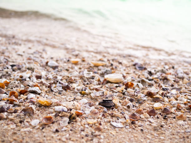 istock Close up Sea Shell on Sand Beach with Blue Sea Background 1432475094