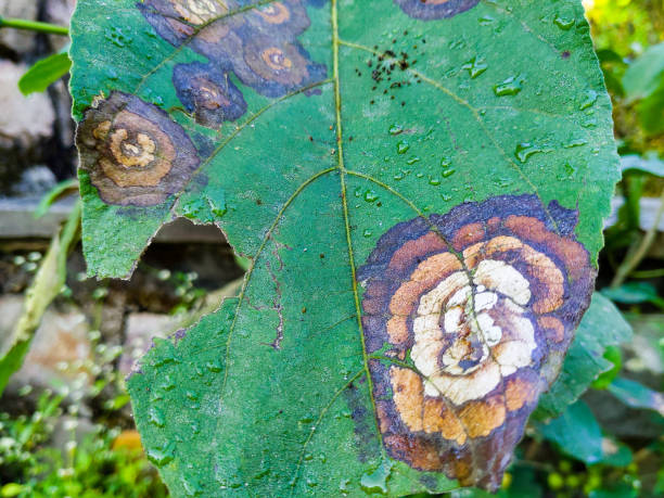 enfermedades de las plantas. mancha foliar causada por especies de colletotrichum. síntomas típicos, que aparecen como lesiones circulares u ovoides, hundidas y marrones con un halo amarillo. uttarakhand india. - colletotrichum fotografías e imágenes de stock