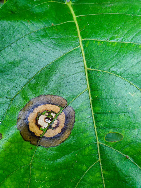 plant diseases. leaf spot caused by colletotrichum species. typical symptoms, appearing as circular or ovoid, sunken, and brown lesions with a yellow halo. uttarakhand india. - colletotrichum imagens e fotografias de stock