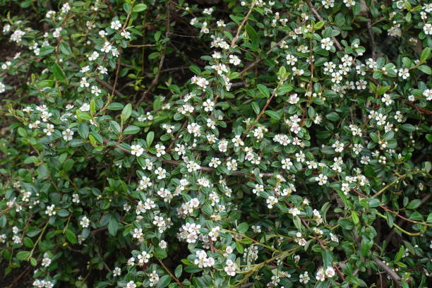 Small white flowers of rock cotoneaster in mid May Small white flowers of rock cotoneaster in mid May cotoneaster stock pictures, royalty-free photos & images