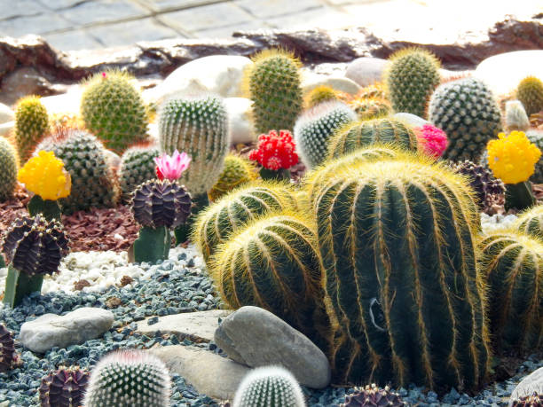 złoty kaktus beczkowy ( echinocactus grusonii lub kroenleinia grusonii) rosnący w doniczkach w szkółce kwiatów. uttarakhand indie. - grusonii zdjęcia i obrazy z banku zdjęć