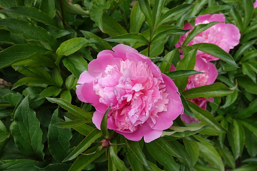pink flowers in the leafage of common peonies in mid May