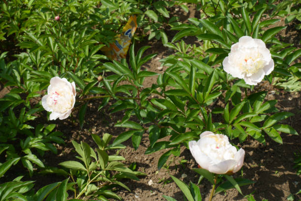 istock Bush of common peonies withbthree white flowers in June 1432476850