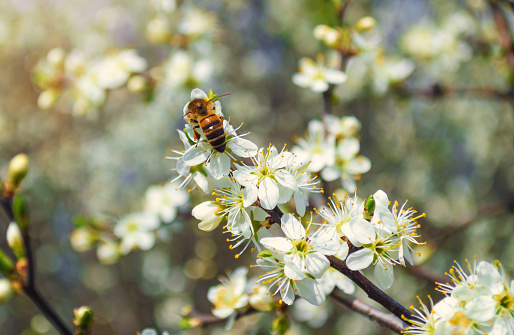 Springtime. Honey bee gathering pollen from almond tree blossoms, blue sky background, banner, copy space