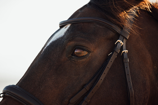 Portrait of a gray horse, close-up eye with reflection in it.