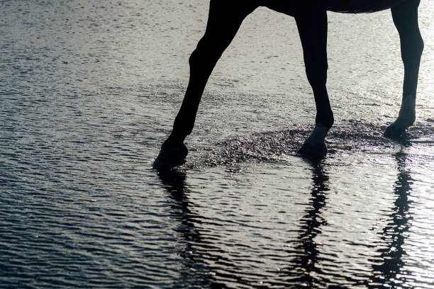 Low angle shot of a horse walking through the ocean in the North East of England. The horse is in silhouette and its shadow is showing on the water.