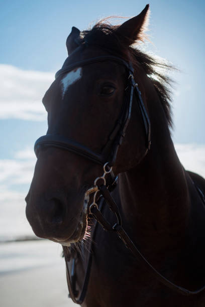 Close up of a dark brown horse standing outdoors with reins attached in the North East of England.