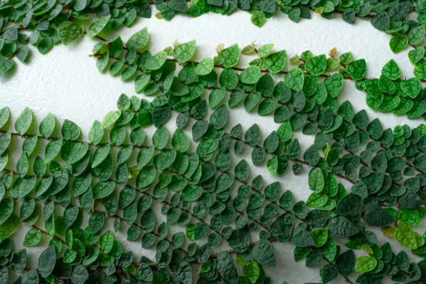 Green ivy eco wall. Closeup green creeping plant climbing on white concrete pole. Green leaves texture background. Green leaves of ivy. Sustainable building. Close to nature. Eco-friendly building.