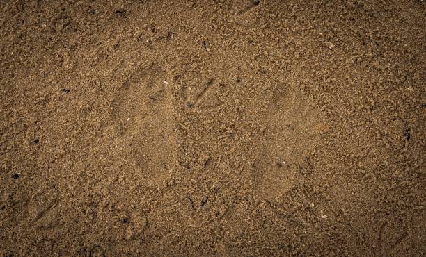 istock High angle view of footmarks in sand 1432484813